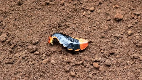 Lamprigera sp. Stock Footage 203837760