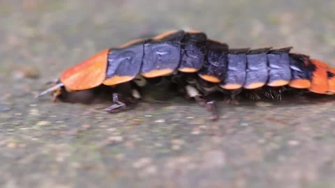 Lamprigera sp. Stock Footage 203837763