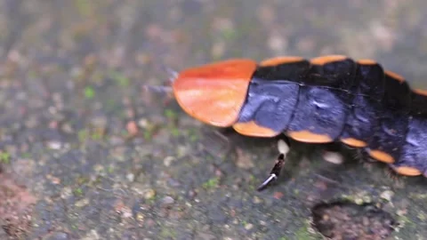 Lamprigera sp. Stock Footage 203837766