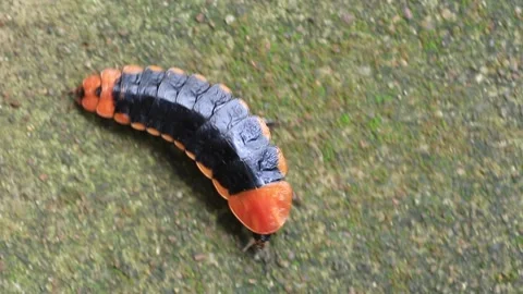 Lamprigera sp. Video stock 203837775