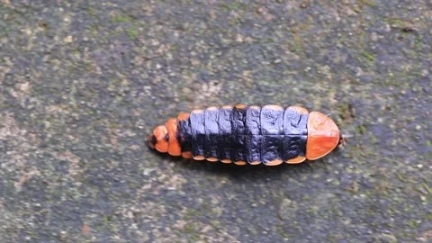 Lamprigera sp. Stock Footage 203837795