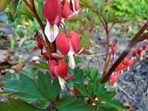 Lamprocapnos spectabilis Valentine red version of bleeding heart flower Stock Photos
