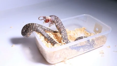 Lampropeltis getula meansi, commonly known as Apalachicola Kingsnake Stock Footage 122361853