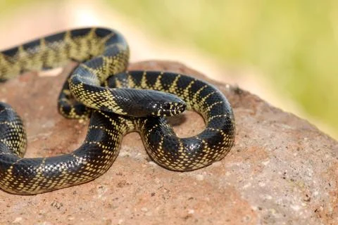Lampropeltis getula splendida Stock Photos