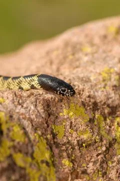 Lampropeltis getula splendida 스톡 사진