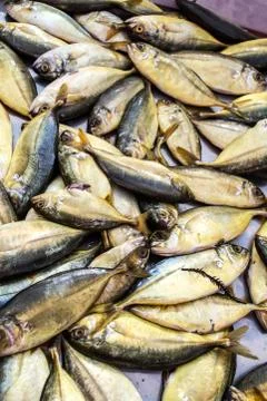 Lampuki Stock Photos