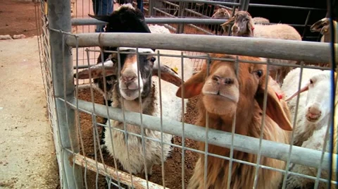 Lams Stock Footage 10922602