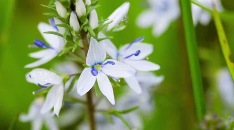 Lamsoor flower on the wind Stock Footage 50636667