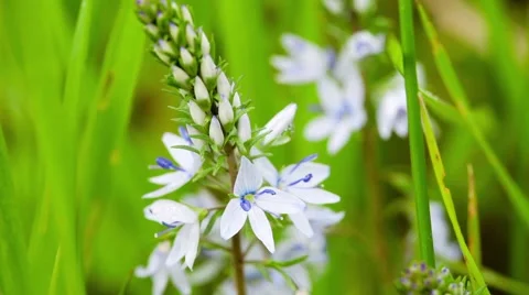 Lamsoor flower on the wind Stock Footage 50636675