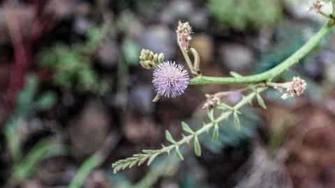 Lamtoro flower Stock Photos