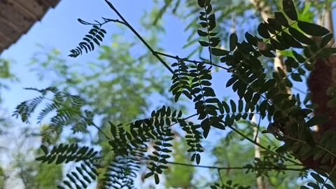 Lamtoro leaves Stock Footage 208823581