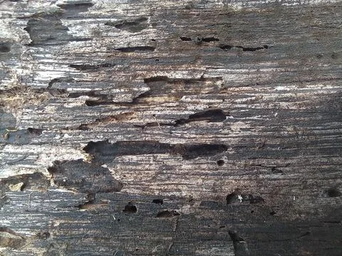 Lamtoro tree bark Stock-Fotos