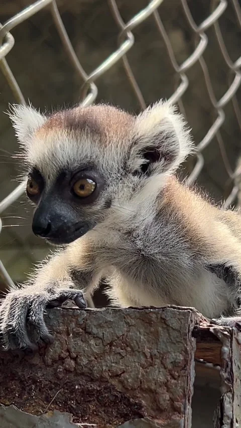 Lamur yawns while sitting on the bars Two cubs mom and dad animals world lemur Stock Footage 268951842