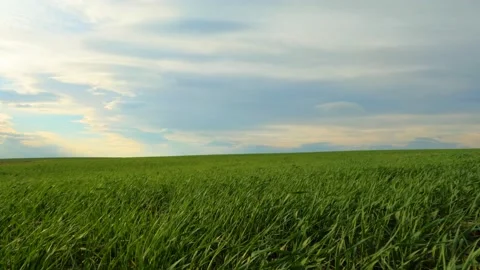 Lan de grau primavara Stock Footage 181874192