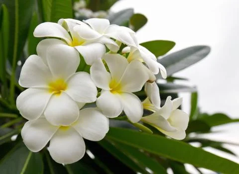 Lan thom flower Foto stock
