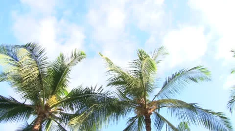Lanai Palm Tree Pan Stock Footage 25541365
