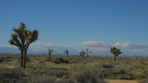 Lancaster Desert Time-lapse with Joshua Tress Stock Footage