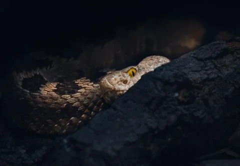 Lance-Headed Viper Foto stock