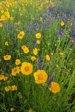 Lance-leaf Coreopsis Stock Photos