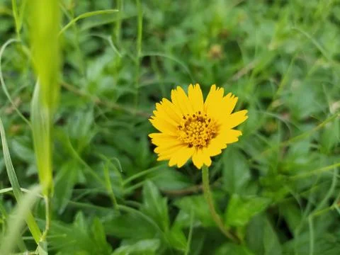 Lance Leaved Coreopsis (2) Stock Photos