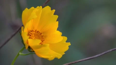 Lance-leaved coreopsis blowing in the wind Stock Footage 255496474