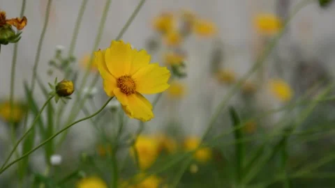 Lance-leaved coreopsis blowing in the wind Stock Footage 255497043