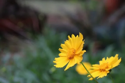 Lance Leaved Coreopsis Stock Photos