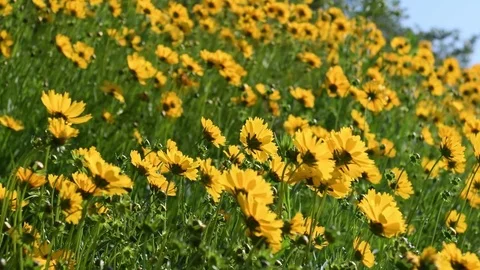 Lance-leaved tickseed field Video stock 82557267