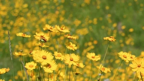 Lance-leaved tickseed field Stock Footage 82637981