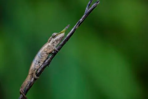 Lance-nosed Chameleon 写真素材