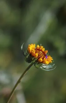 Lanceleaf Blanketflower Stock-Fotos