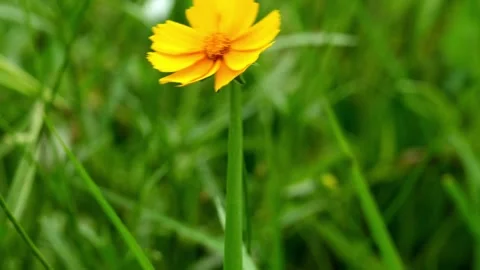 Lanceleaf Coreopsis (Coreopsis lanceolata) blown by the breeze 4K25p Видео 336649432
