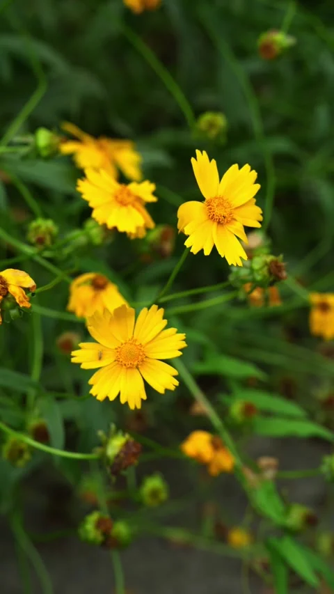 Lanceleaf Coreopsis Flowers blossoming during the day 4K25naturep Vidéo 336766020
