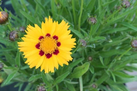 Lanceleaf coreopsis lanceolata flower close up indoor Stock Photos