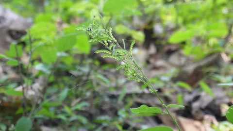 Lanceleaf forget-me-not plant Stock-Footage 329402785