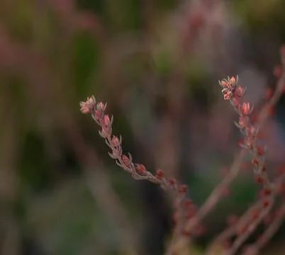 Lanceleaf Liveforever Stock Photos