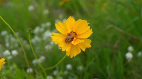 Lanceleaf Tickseed Falling Prey to a Snail Stock Footage 237319890