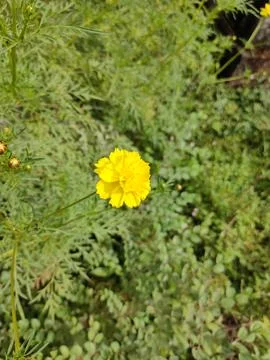Lanceleaf tickseed flower closeup Stock Photos