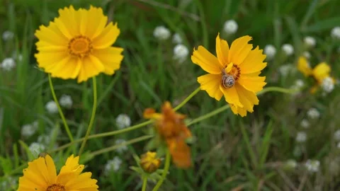 Lanceleaf Tickseed Flowers Falling Prey to a Snail Stock Footage 237321193