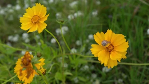 Lanceleaf Tickseed Flowers Falling Prey to Pests Stock Footage 237321539