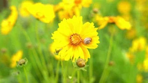 Lanceleaf Tickseed with a Snail Video stock 237276681