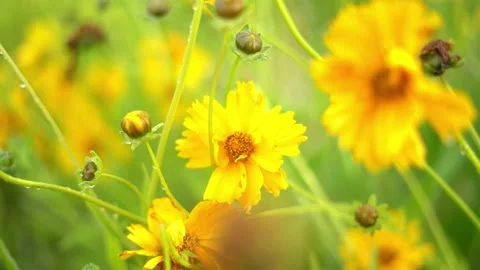 Lanceleaf Tickseed with Water Drops Video stock 237262312