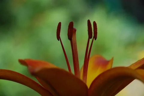 Lanceolate lily of orange color. Stock Photos