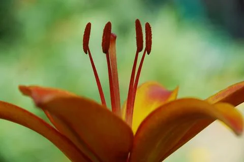 Lanceolate lily of orange color. Stock Photos