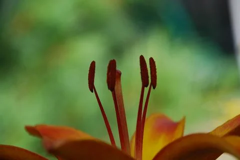 Lanceolate lily of orange color. Stock Photos