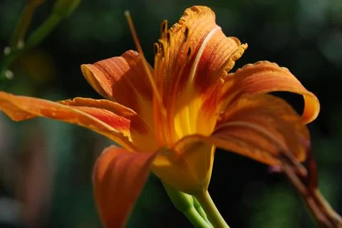 Lanceolate lily of orange color. Stock Photos