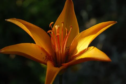 Lanceolate lily of orange color. Stock Photos