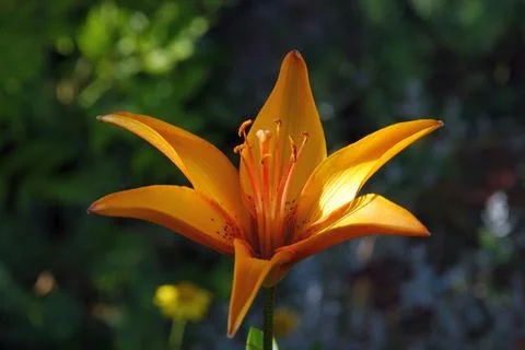 Lanceolate lily of orange color. Stock Photos