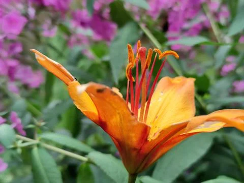 Lanceolate lily of orange color Stock Photos