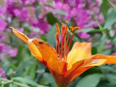 Lanceolate lily of orange color Stock Photos